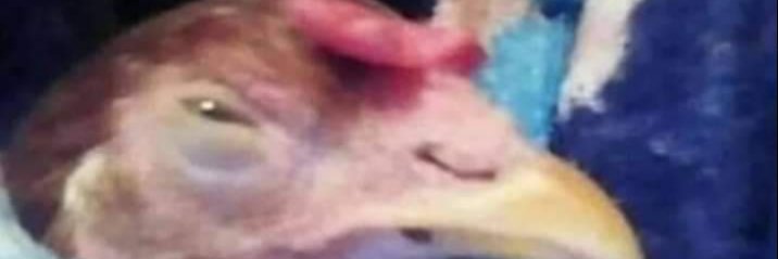 ImLuccas_'s profile banner image