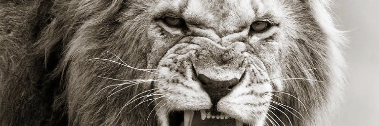 SMnotts82's profile banner image