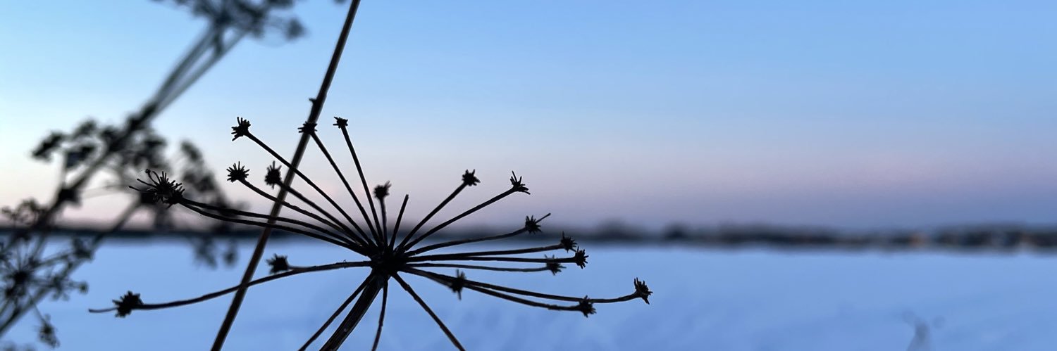 Carly Morris banner