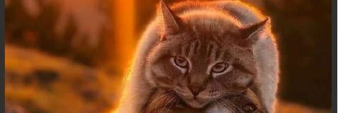 Abiddzen's profile banner image
