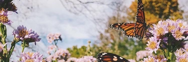 Munizkitty's profile banner image