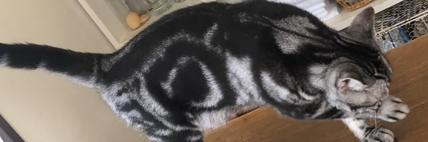 nekomasamune666's profile banner image