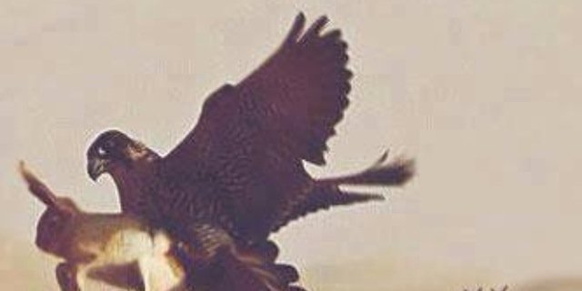 AlilWlef's profile banner image