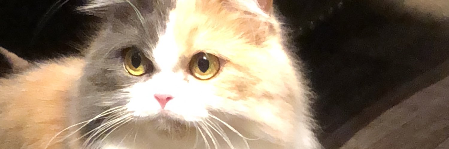 porumu's profile banner image