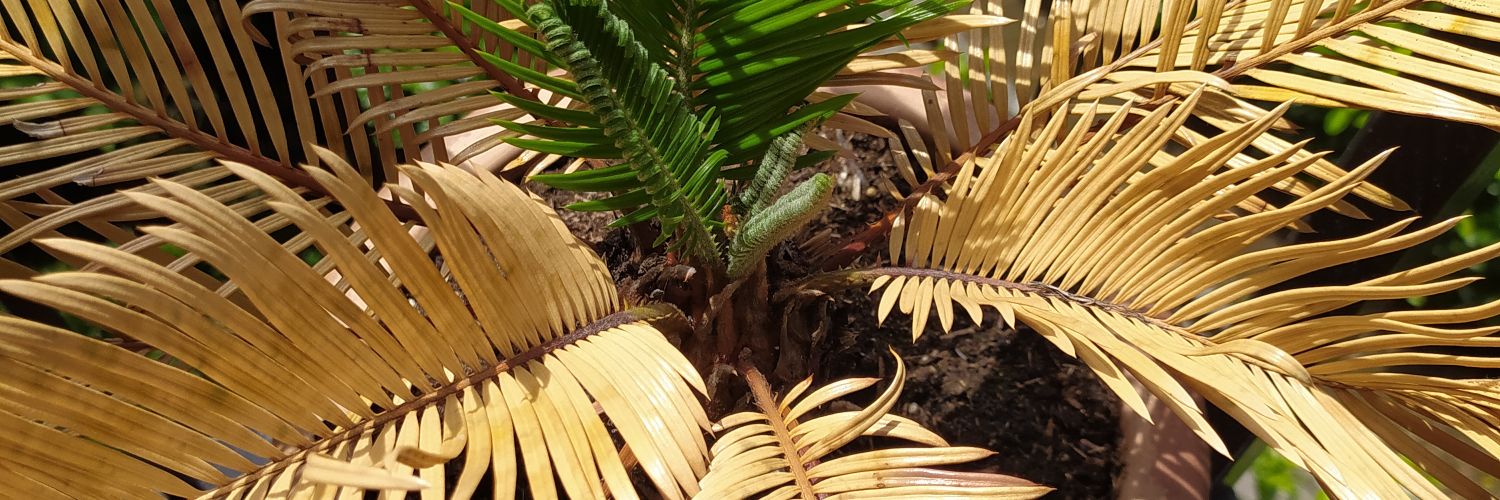 PUTIFERIOONWAR's profile banner image