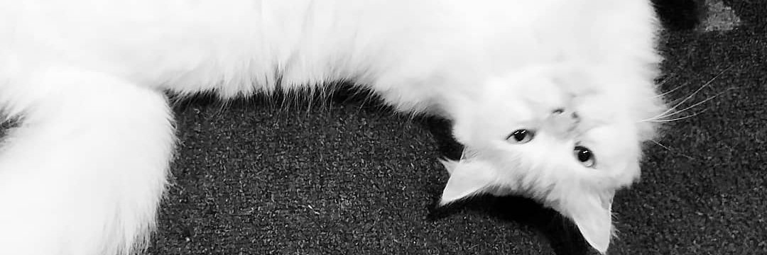 CameraniCabrera's profile banner image