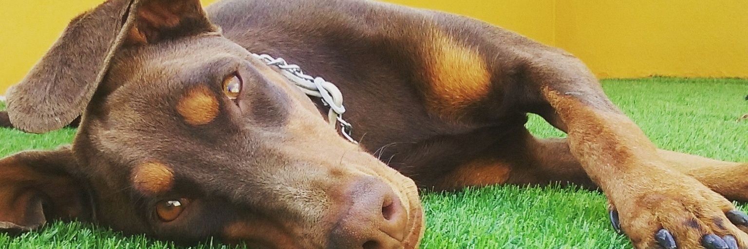 lidia_om's profile banner image