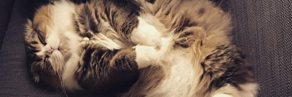 Ciarán Archer banner