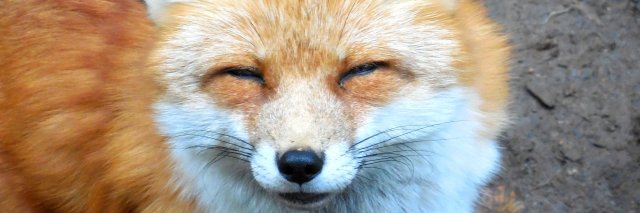 wakadokuron's profile banner image