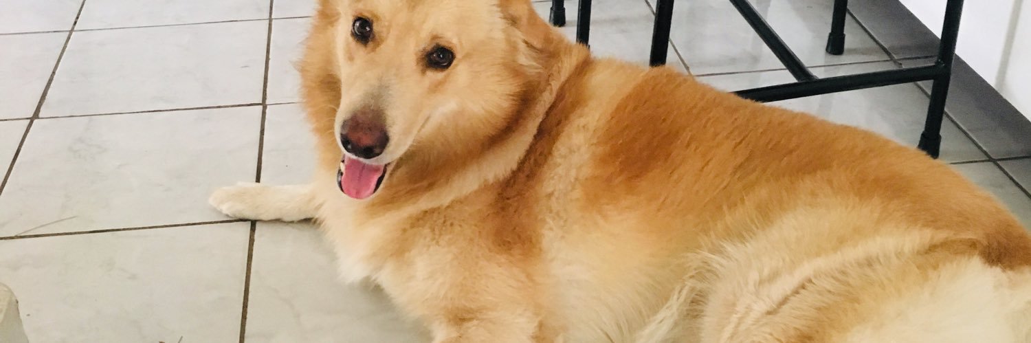 chelsieyan's profile banner image
