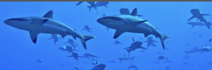 JustMeJaws's profile banner image