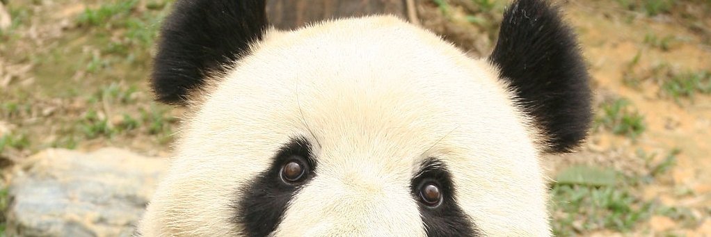 suddenly_panda's profile banner image