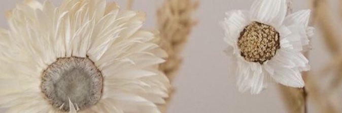 shoshoa4's profile banner image
