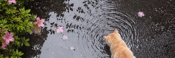 thabbajang's profile banner image