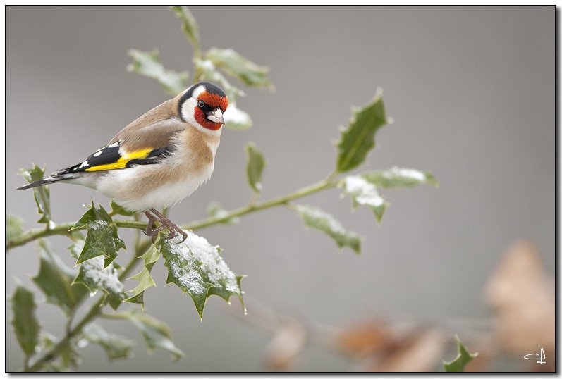 ber 40🦂 🇲🇫🇪🇺🇺🇦🎾 banner