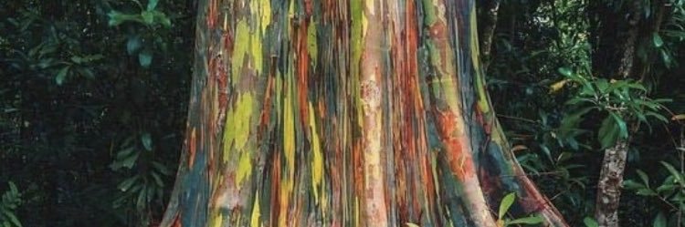 BACCI_ONE's profile banner image