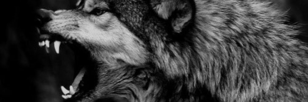 esrefsazci's profile banner image