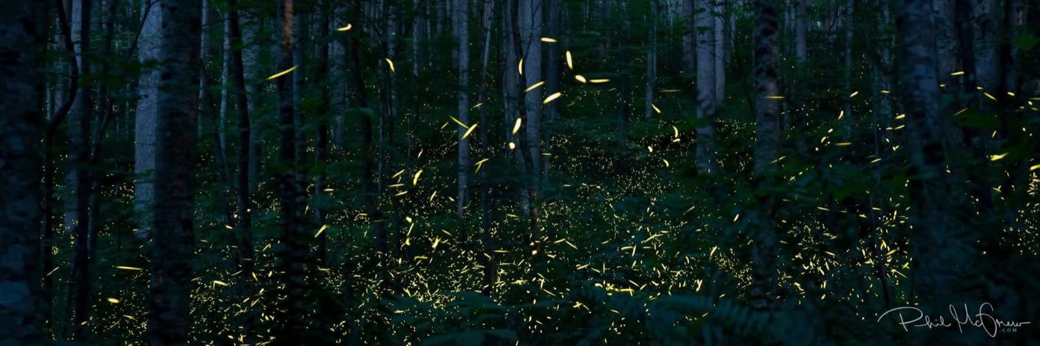 dragonfly3085's profile banner image