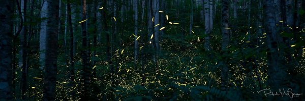dragonfly3085 Profile Banner