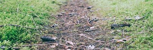 rogeno malone banner