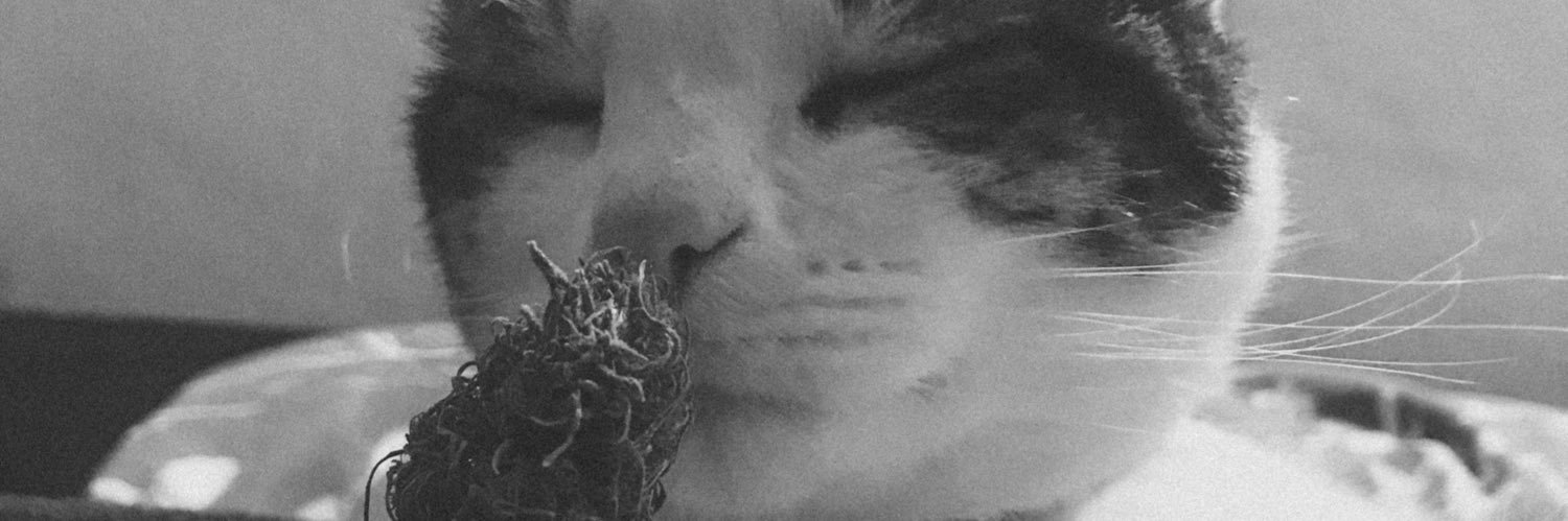 MaleNicola's profile banner image