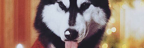 oksenius's profile banner image
