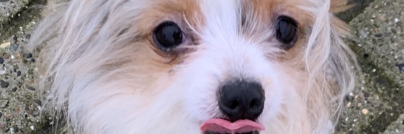 SarahJubb's profile banner image