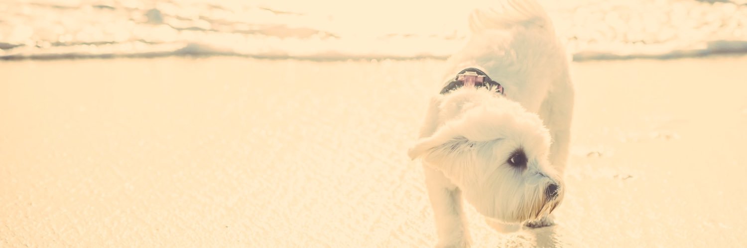 AngieBagheri's profile banner image