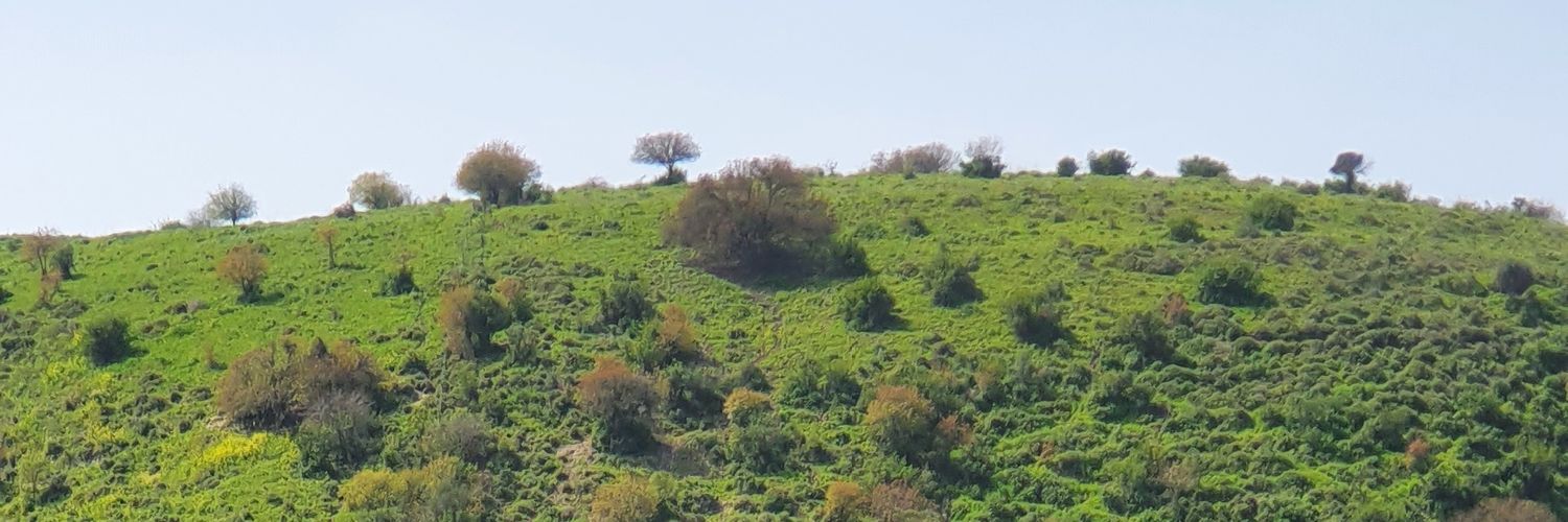 ronitzak's profile banner image