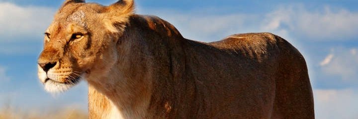 Centobestz's profile banner image