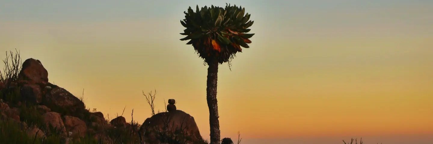 greenilusionO's profile banner image