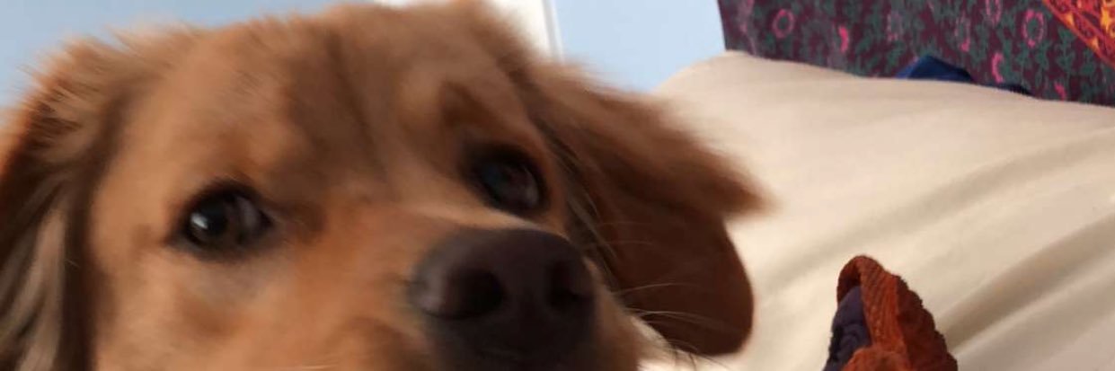 Boatocat's profile banner image