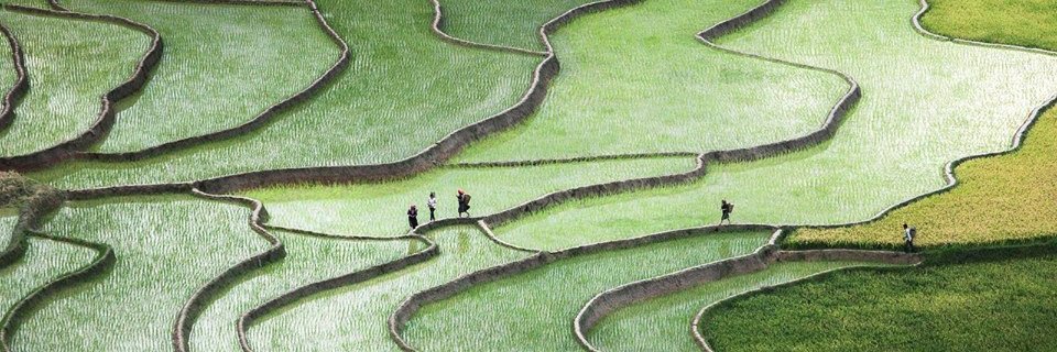 Fella Silvestris 🇫🇮🇪🇺🇺🇦 banner