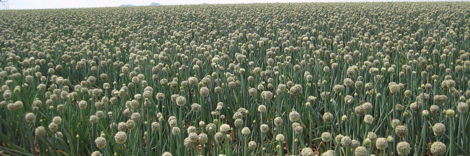 Tozer Seeds Ltd banner