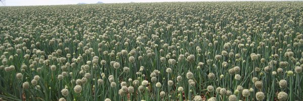 Tozerseeds Profile Banner