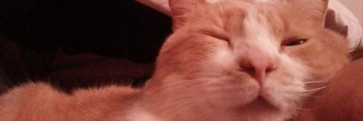 MadaSpiazzi's profile banner image