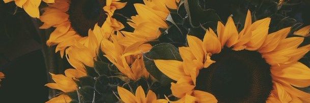 daisetanner's profile banner image