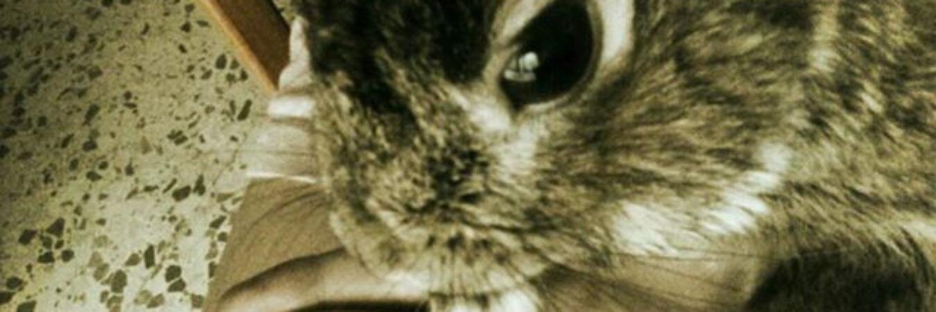 ViAgaporni's profile banner image