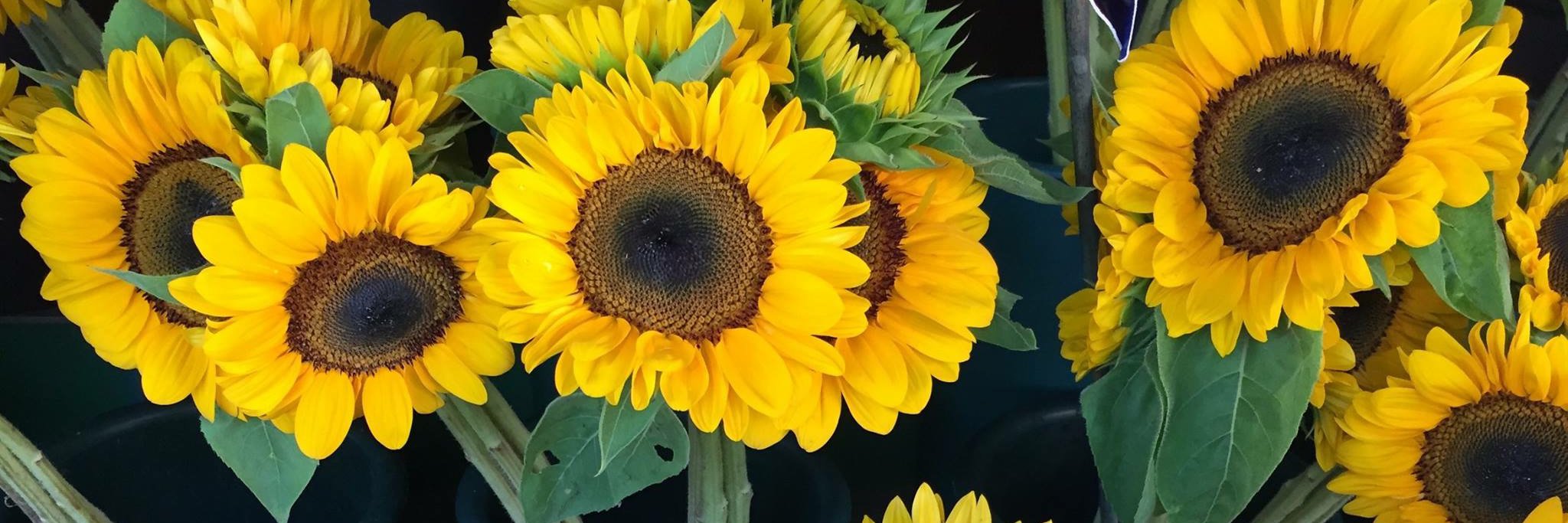Nuala5411's profile banner image