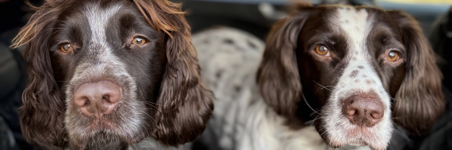 staceyduff's profile banner image