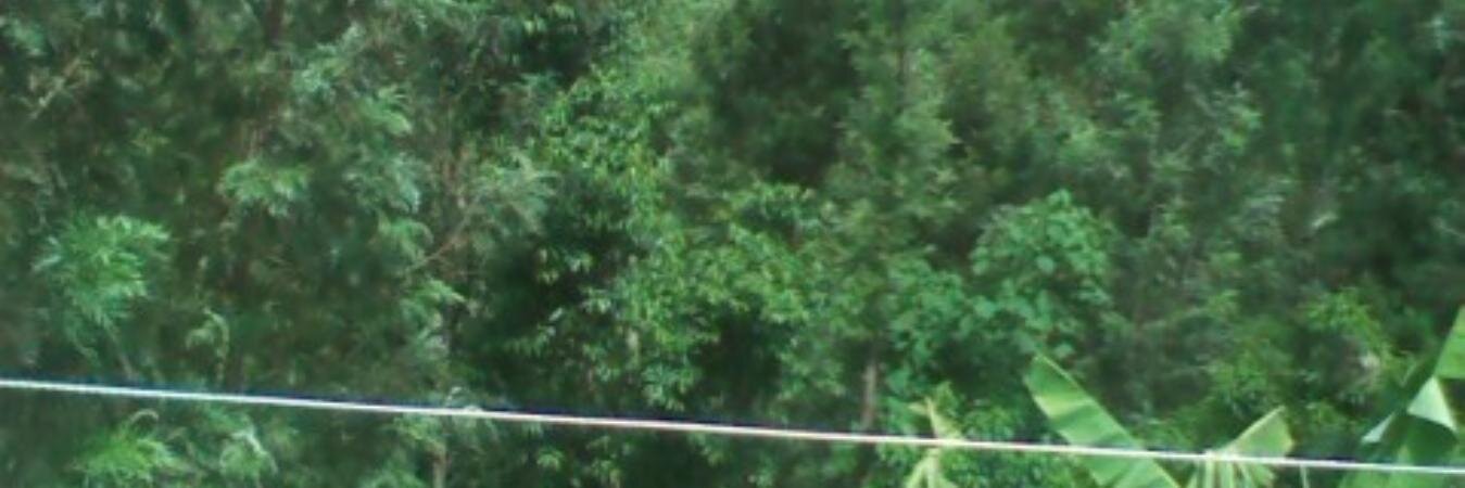 rayhi_'s profile banner image