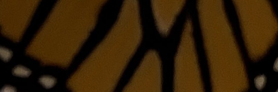 Let Love Lead banner