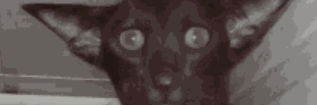 kingocatss's profile banner image