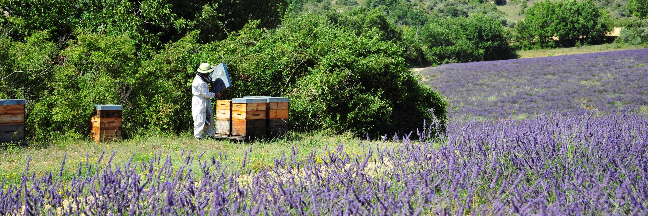 Apiculteurs en Provence banner