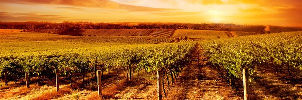 Pounding_Grape Profile Banner