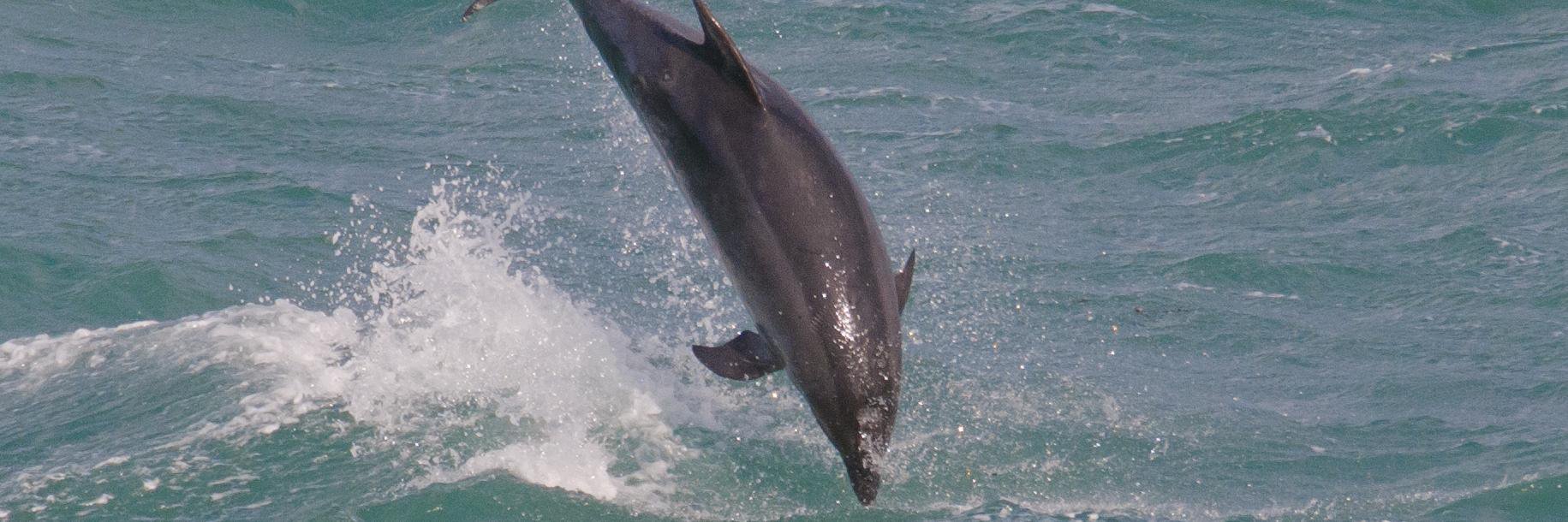 Christine Butler banner