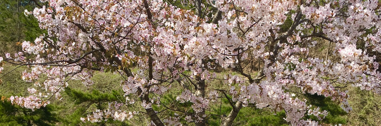 tiarazindy's profile banner image