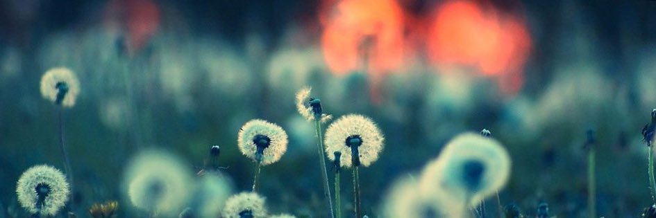 Sycamore Girl banner