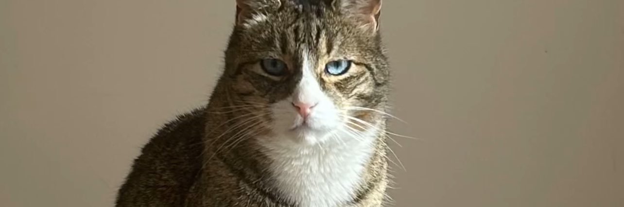 𝐄𝐌𝐄✞ banner