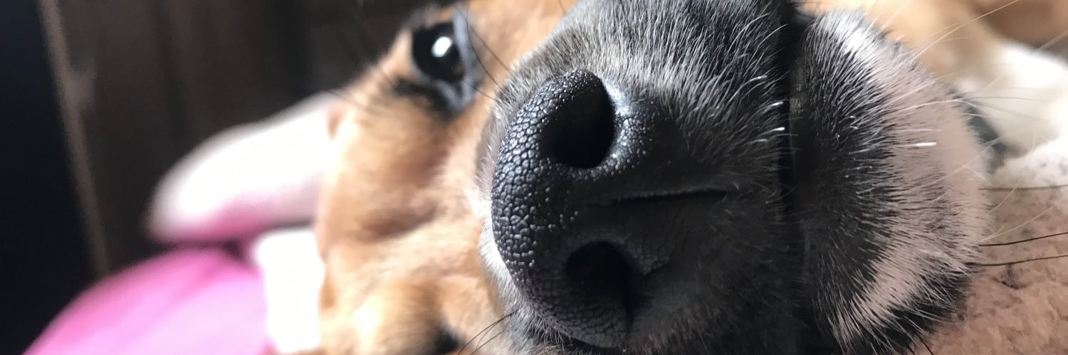 stefaniefrig's profile banner image